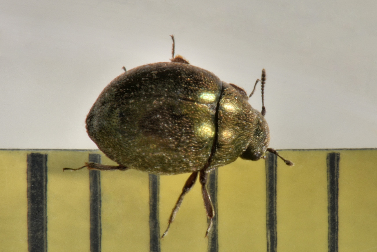 Byrrhidae: Lamprobyrrhulus nitidus